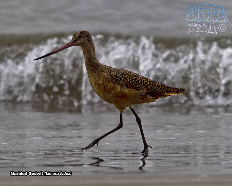 Marbled Godwit - Limosa fedoa