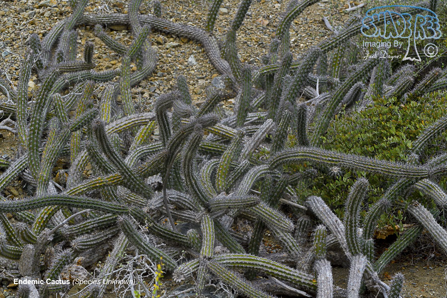 Endemic Cactus - Unknown