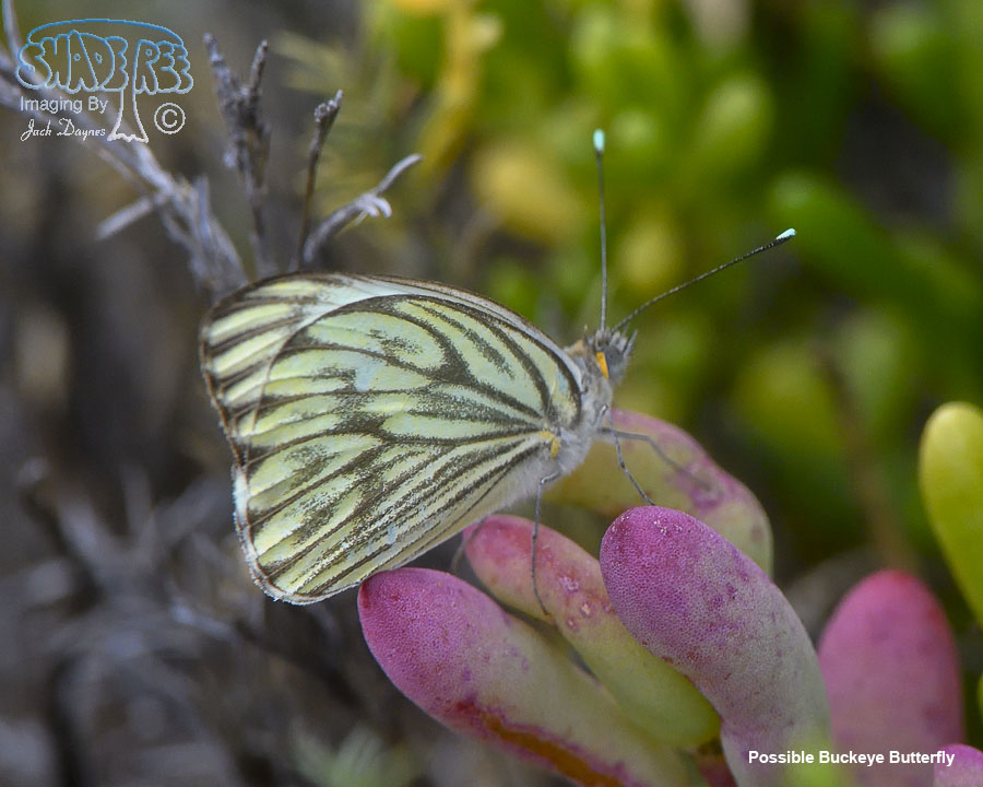 Possible Buckeye Butterfly - Unknown