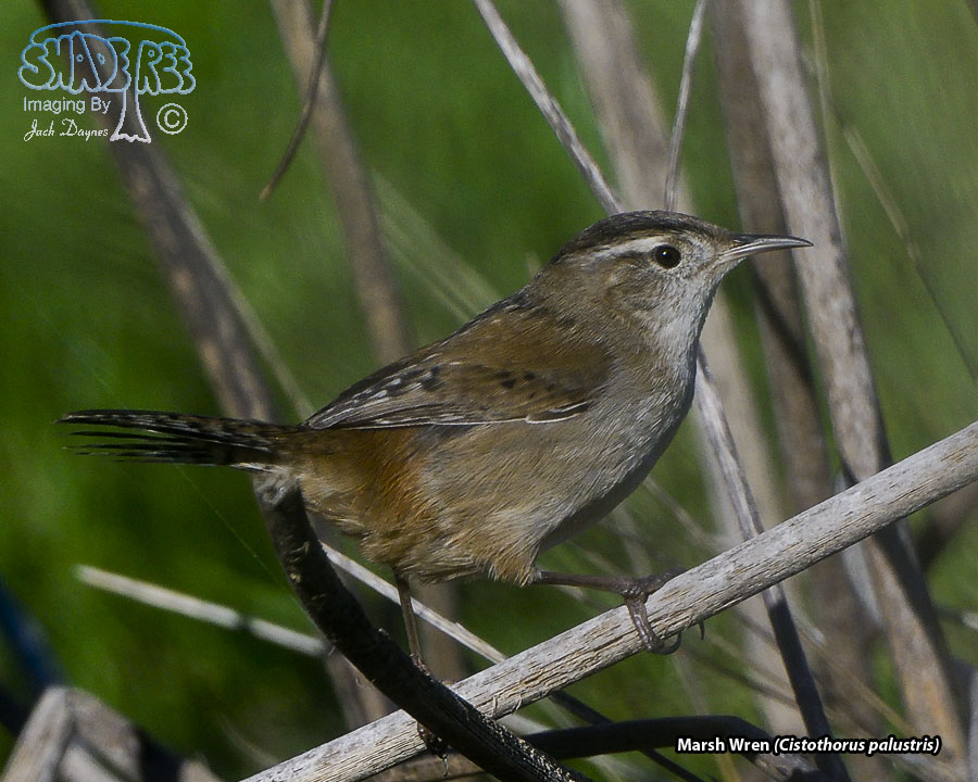 Marsh Wren - Cistothorus palustris