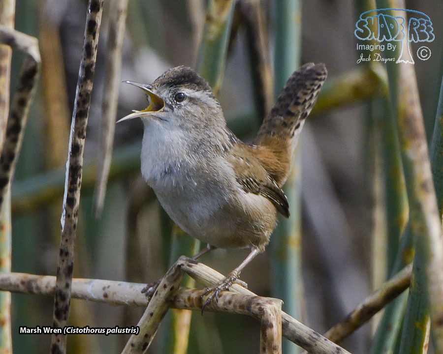 Marsh Wren - Cistothorus palustris