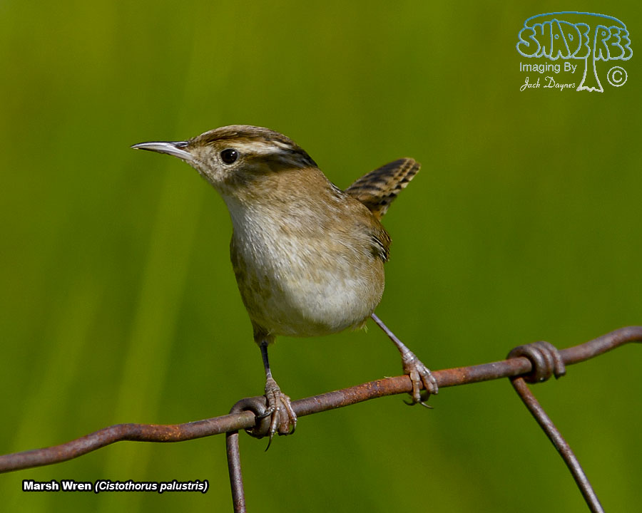 Marsh Wren - Cistothorus palustris