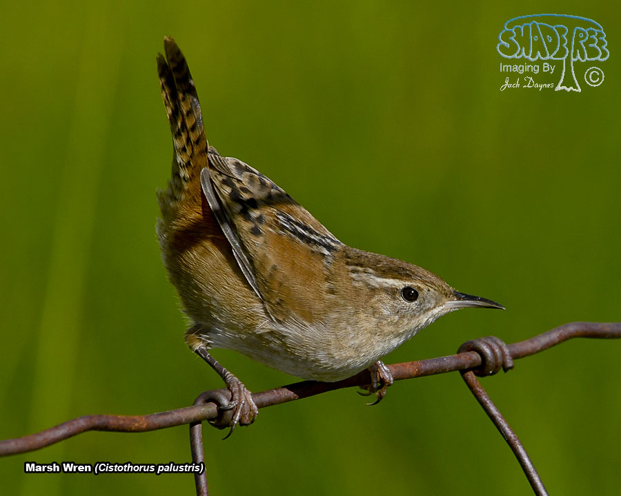 Marsh Wren - Cistothorus palustris