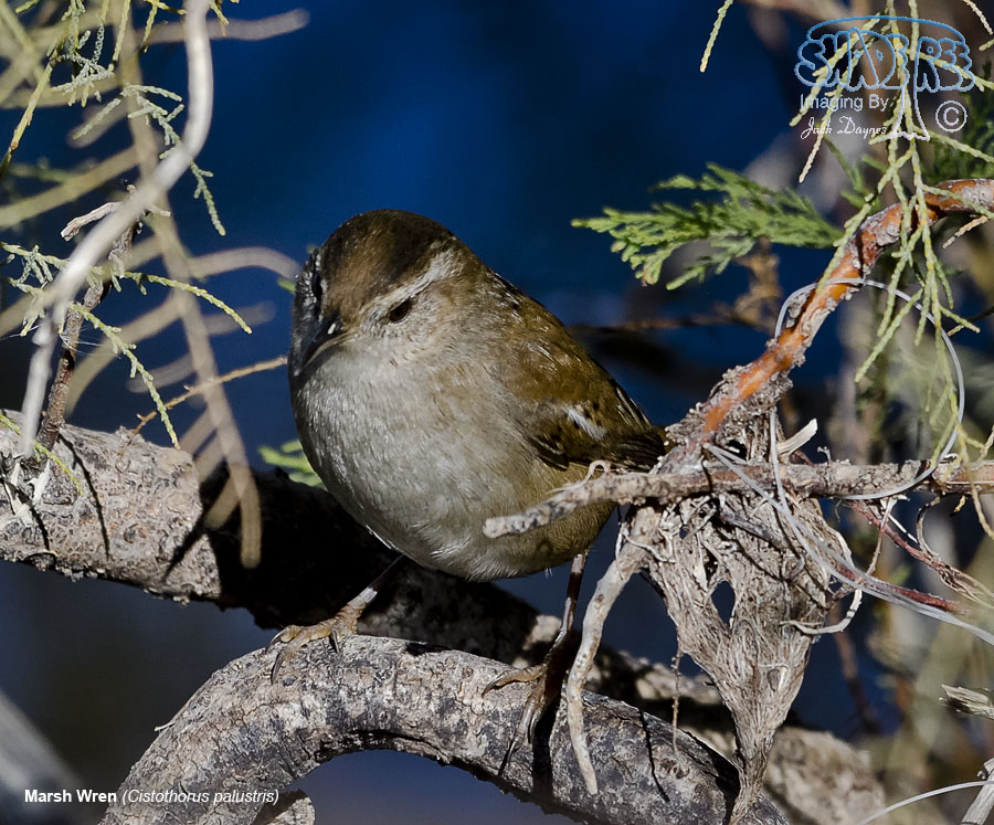 Marsh Wren - Cistothorus palustris