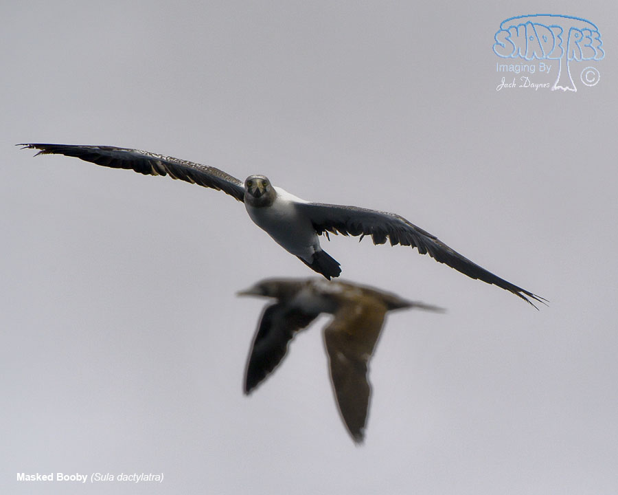 Masked Booby - Sula dactylatra