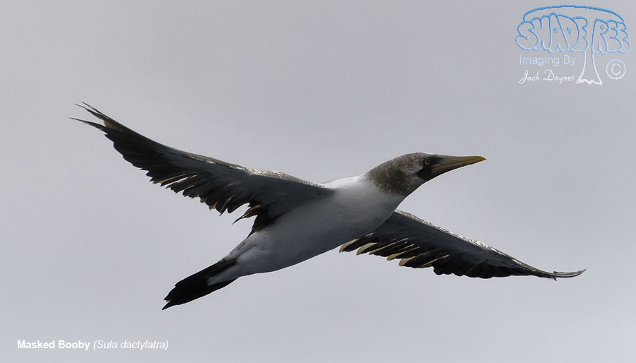 Masked Booby - Sula dactylatra