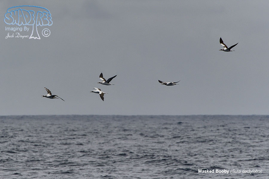 Masked Booby - Sula dactylatra