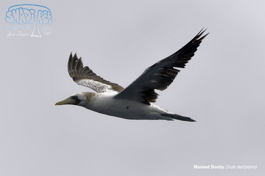 Masked Booby - Sula dactylatra