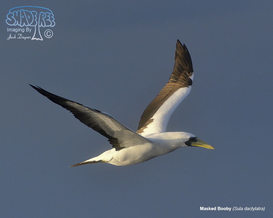 Masked Booby - Sula dactylatra