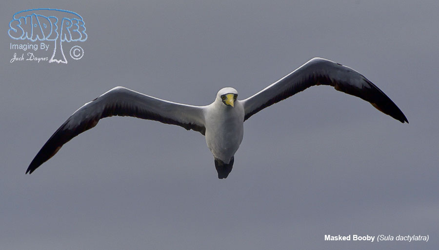 Masked Booby - Sula dactylatra