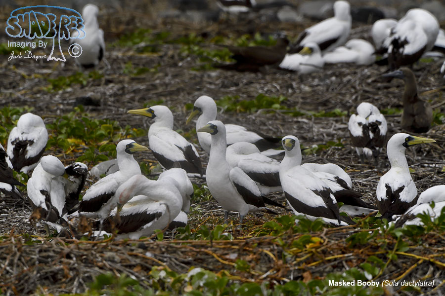 Masked Booby - Sula dactylatra