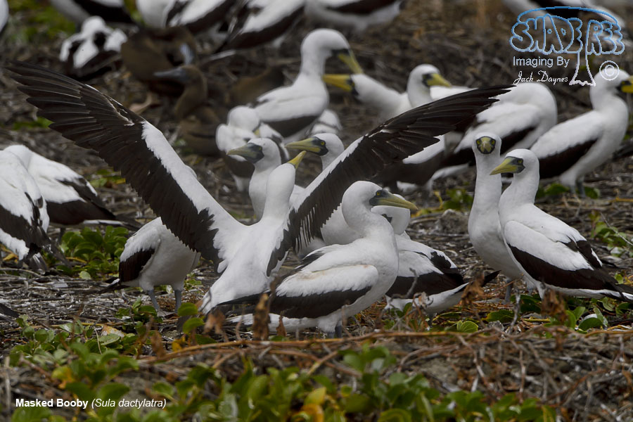 Masked Booby - Sula dactylatra