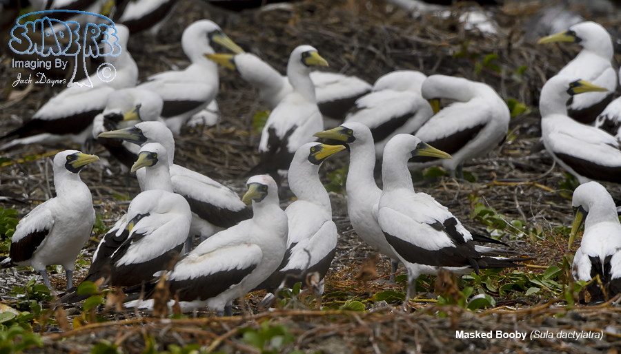Masked Booby - Sula dactylatra