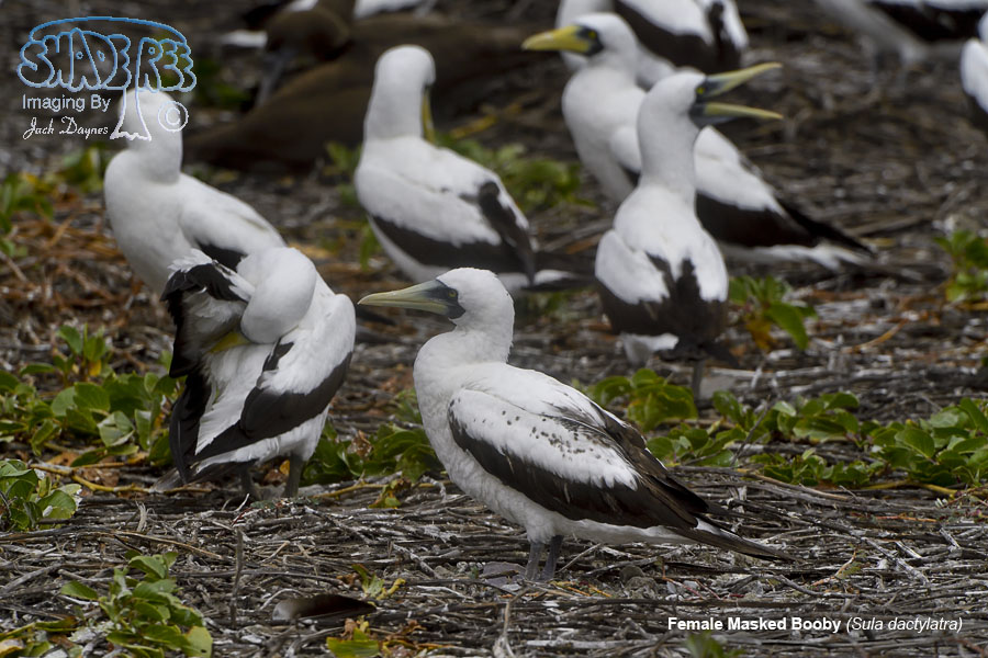 Masked Booby - Sula dactylatra