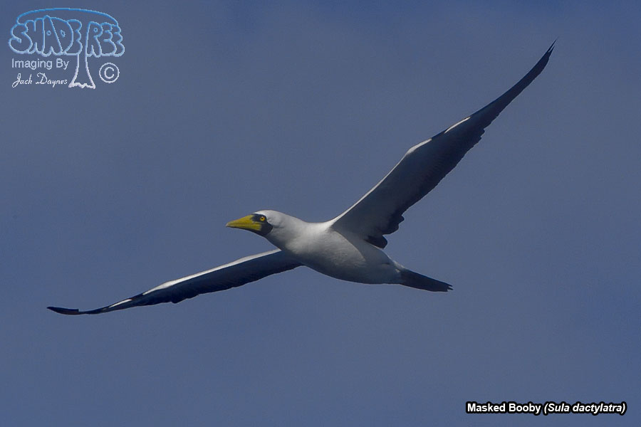 Masked Booby - Sula dactylatra