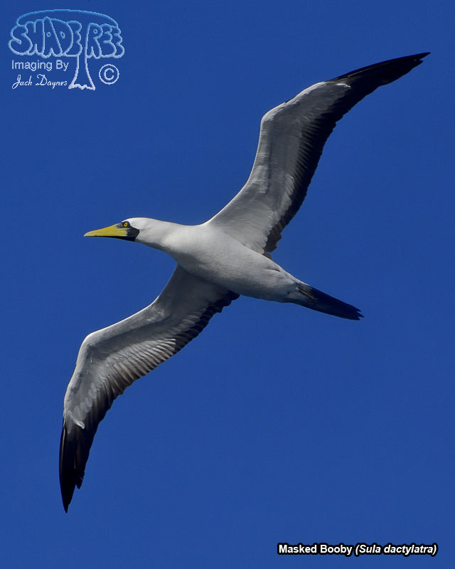 Masked Booby - Sula dactylatra