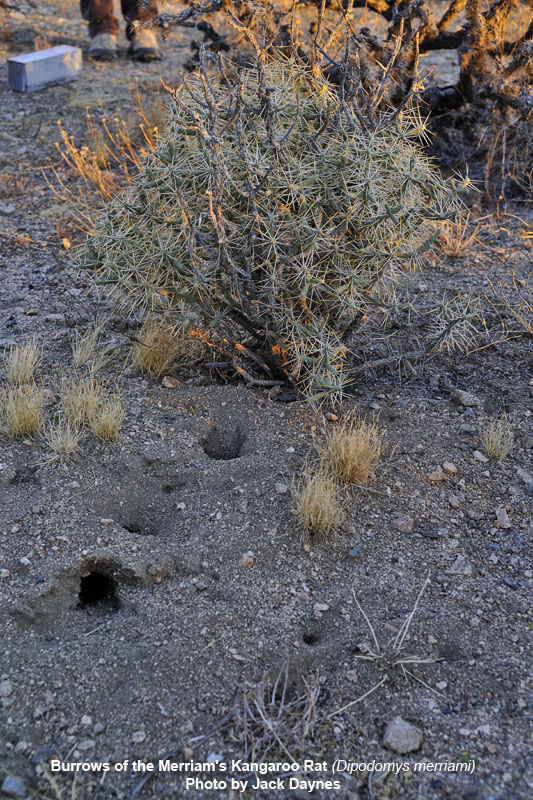 Merriam's Kangaroo Rat Burrows