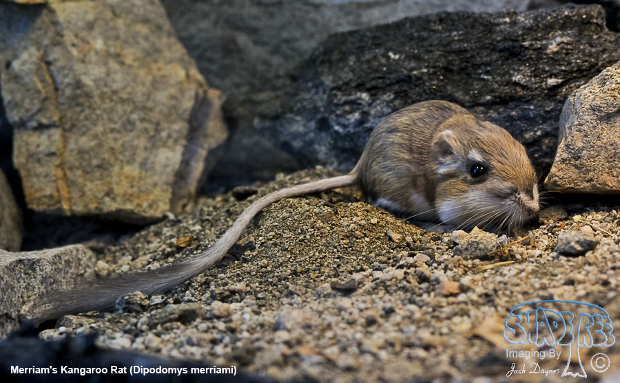 Merriam's Kangaroo Rat - Dipodomys merriami
