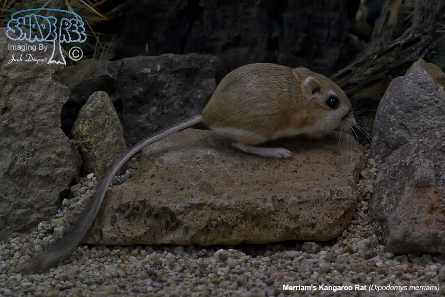 Merriam's Kangaroo Rat - Dipodomys merriami