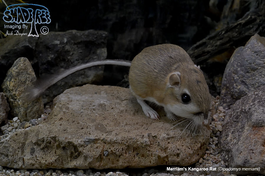 Merriam's Kangaroo Rat - Dipodomys merriami