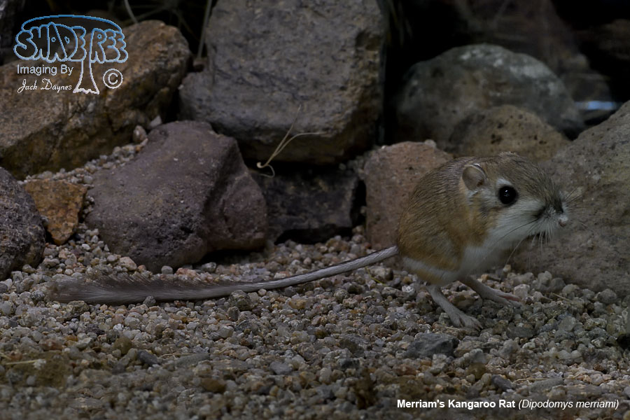 Merriam's Kangaroo Rat - Dipodomys merriami