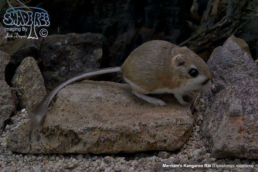Merriam's Kangaroo Rat - Dipodomys merriami