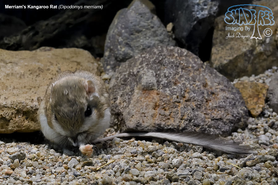 Merriam's Kangaroo Rat - Dipodomys merriami
