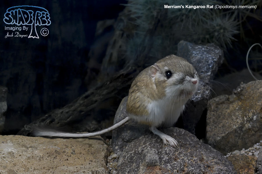 Merriam's Kangaroo Rat - Dipodomys merriami