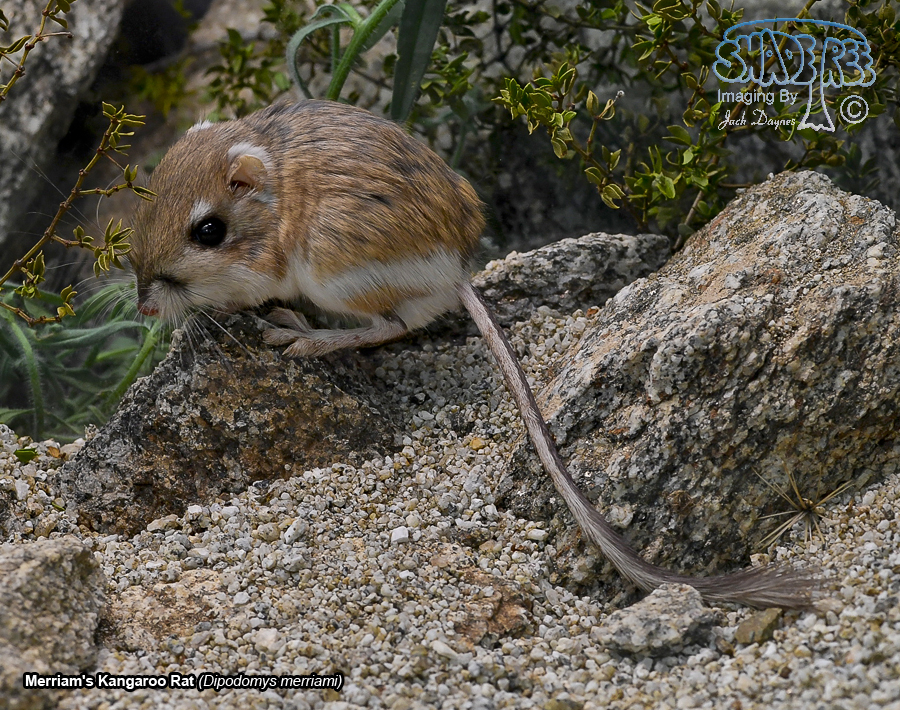 Merriam's Kangaroo Rat - Dipodomys merriami