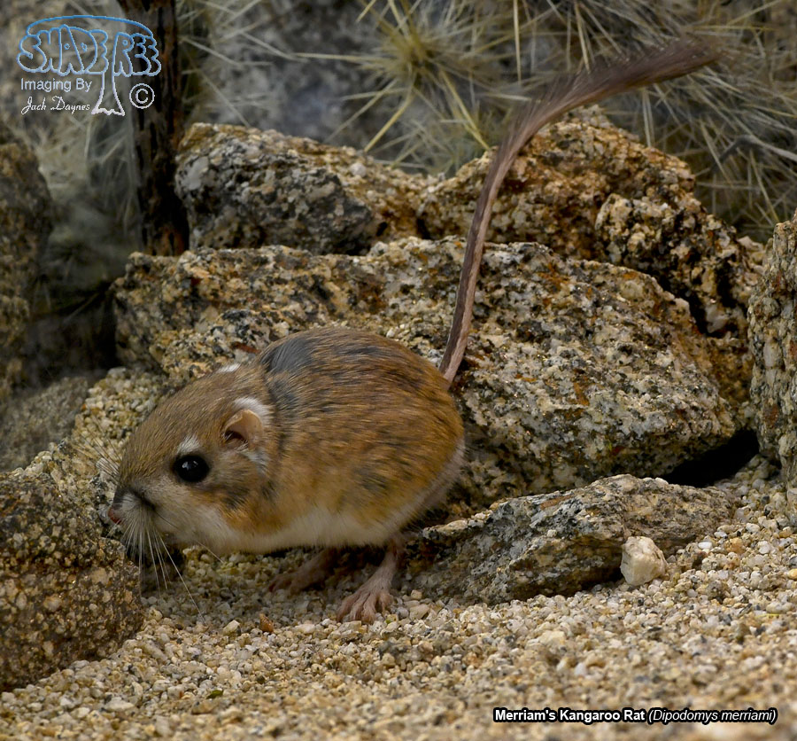 Merriam's Kangaroo Rat - Dipodomys merriami