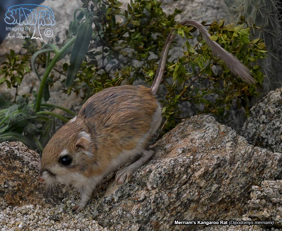 Merriam's Kangaroo Rat - Dipodomys merriami
