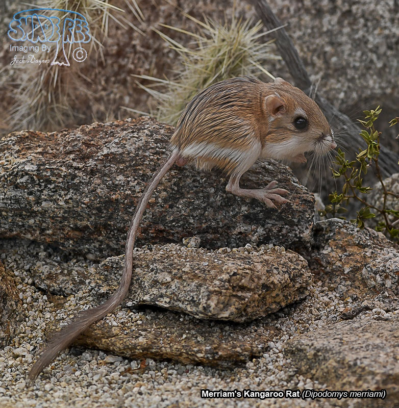 Merriam's Kangaroo Rat - Dipodomys merriami