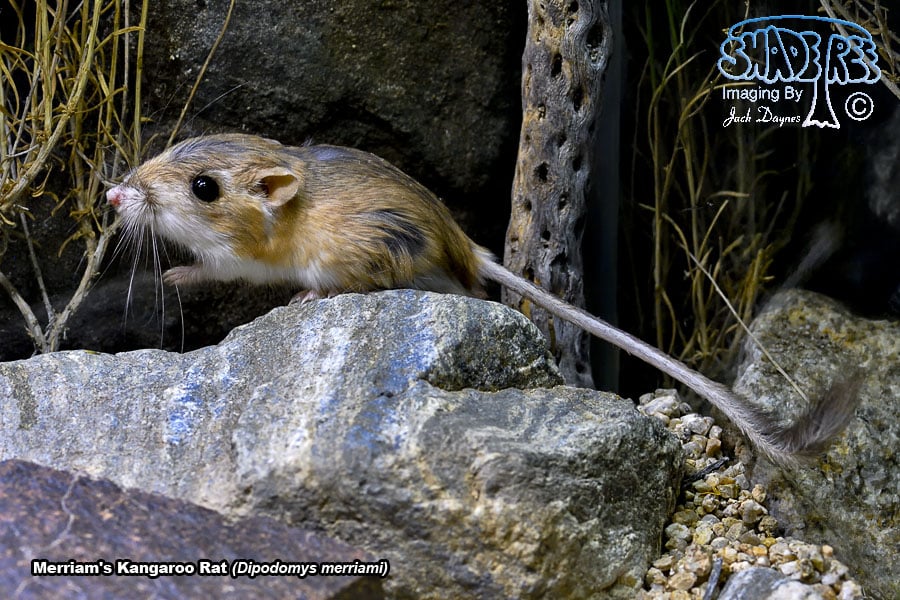 Merriam's Kangaroo Rat - Dipodomys merriami