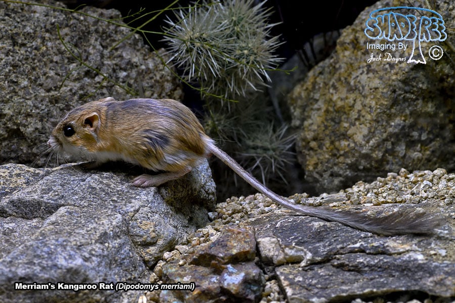 Merriam's Kangaroo Rat - Dipodomys merriami