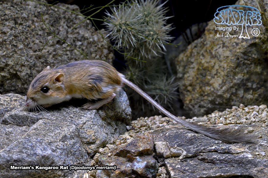 Merriam's Kangaroo Rat - Dipodomys merriami