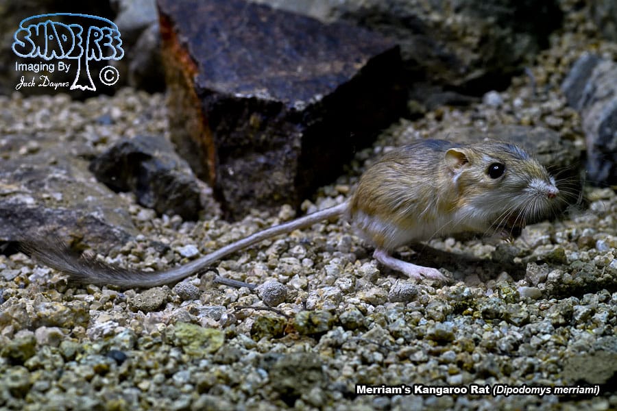 Merriam's Kangaroo Rat - Dipodomys merriami