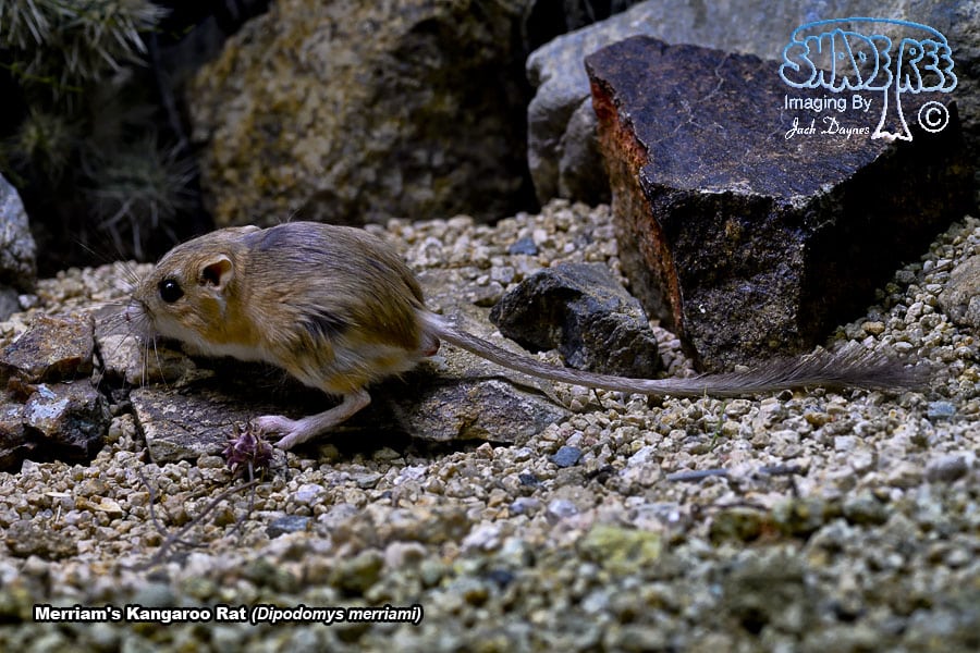 Merriam's Kangaroo Rat - Dipodomys merriami