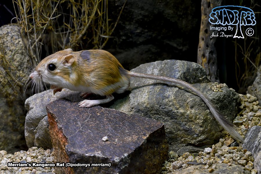 Merriam's Kangaroo Rat - Dipodomys merriami