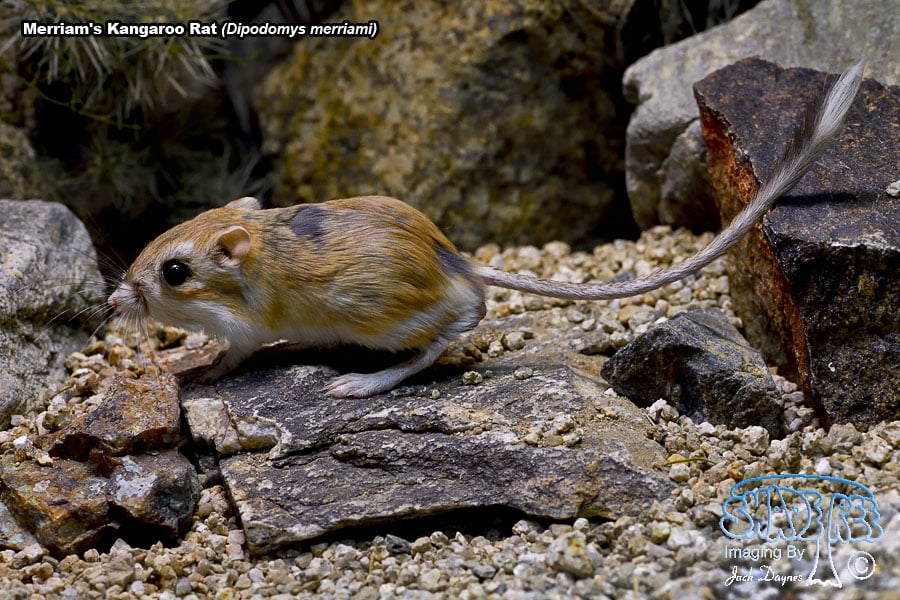Merriam's Kangaroo Rat - Dipodomys merriami