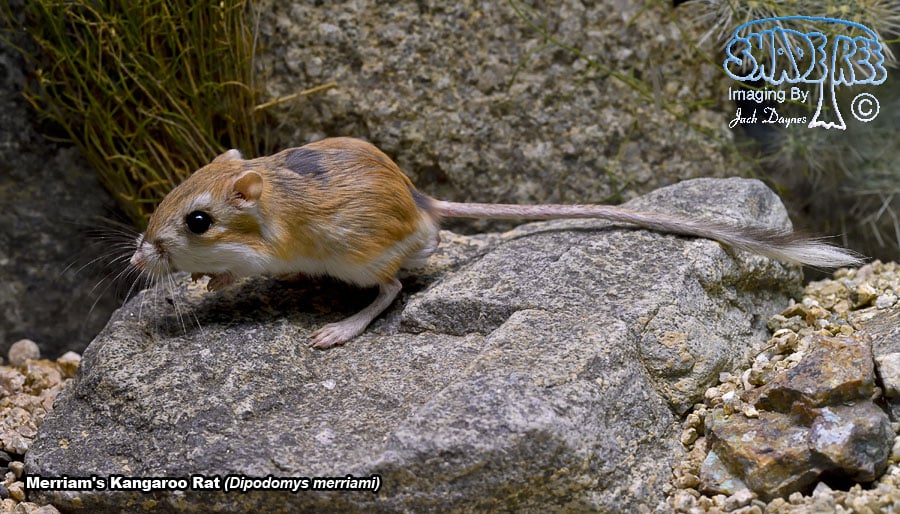 Merriam's Kangaroo Rat - Dipodomys merriami