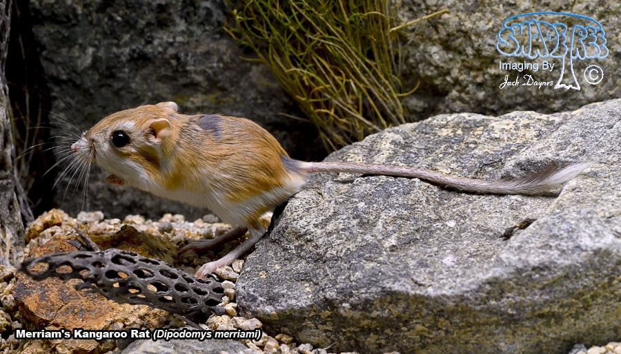 Merriam's Kangaroo Rat - Dipodomys merriami