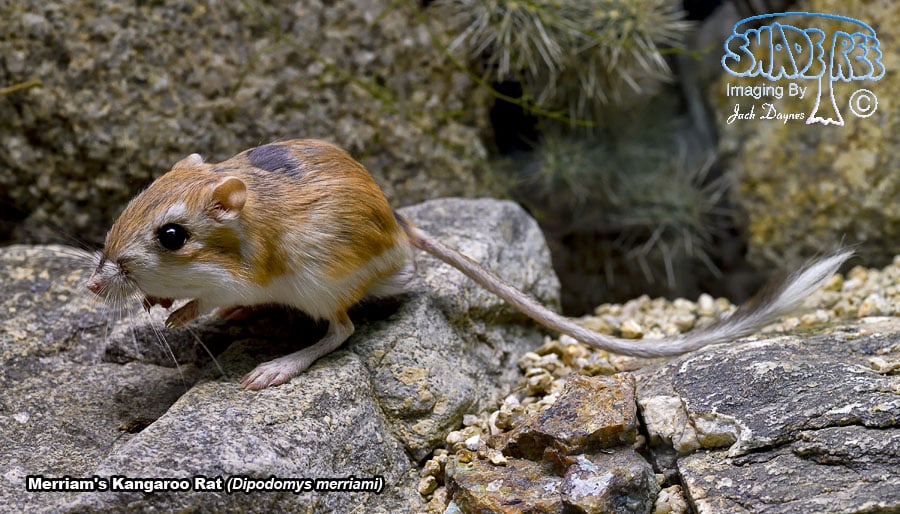 Merriam's Kangaroo Rat - Dipodomys merriami