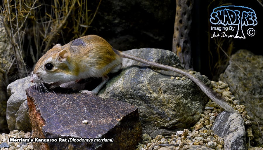 Merriam's Kangaroo Rat - Dipodomys merriami