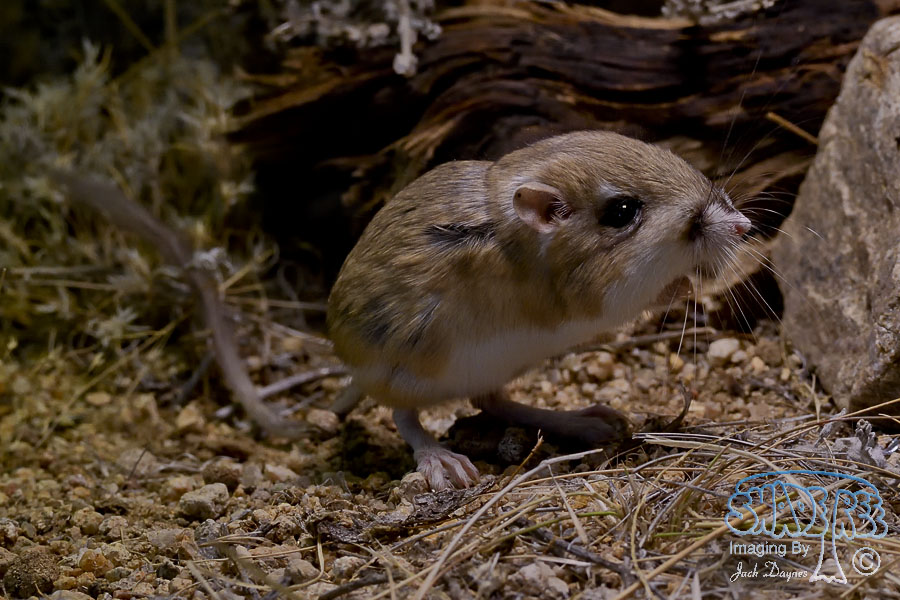 Merriam's Kangaroo Rat - Dipodomys merriami