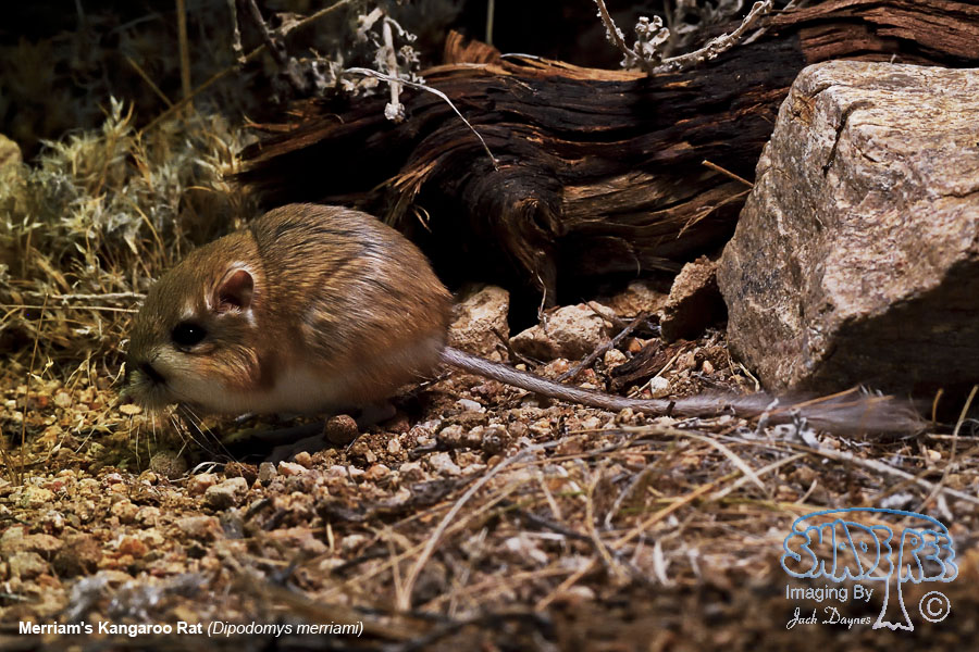 Merriam's Kangaroo Rat - Dipodomys merriami