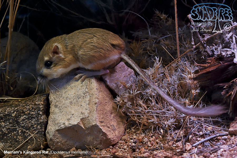 Merriam's Kangaroo Rat - Dipodomys merriami