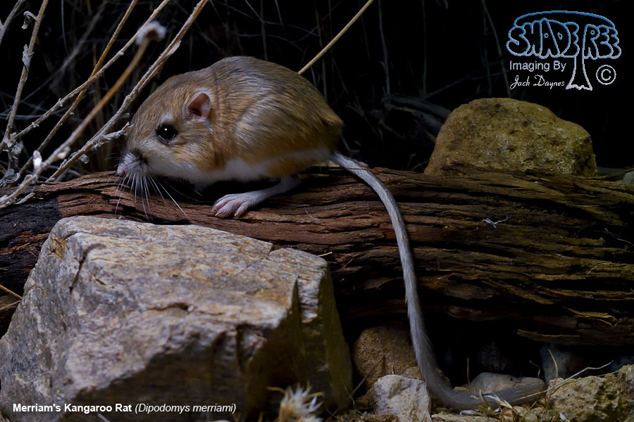 Merriam's Kangaroo Rat - Dipodomys merriami