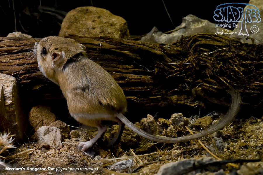 Merriam's Kangaroo Rat - Dipodomys merriami