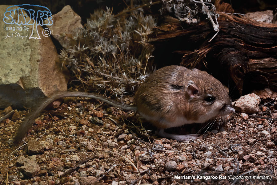 Merriam's Kangaroo Rat - Dipodomys merriami