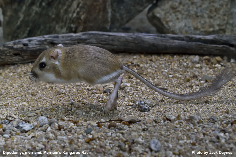 Merriam's Kangaroo Rat - Dipodomys merriami